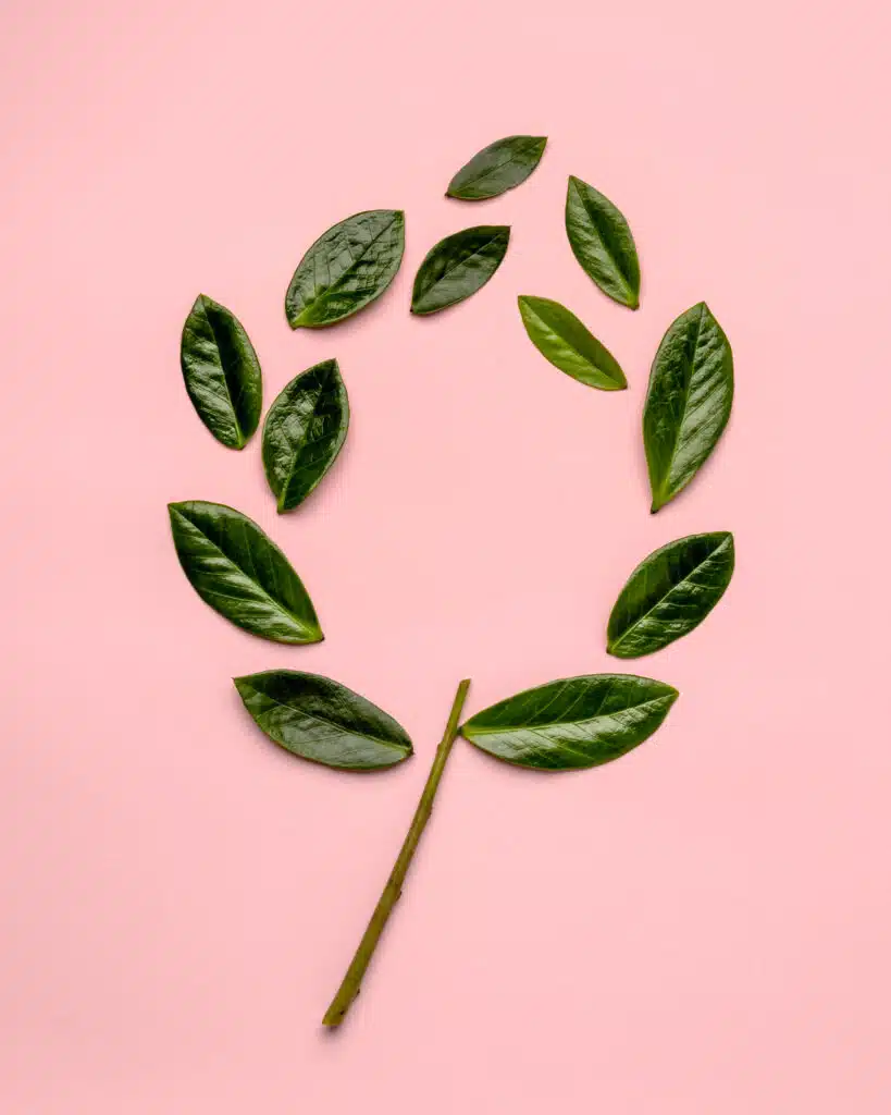 Você conhece a Ora Pro-Nóbis? Descubra tudo sobre essa planta: 1 Ora Pro Nobis